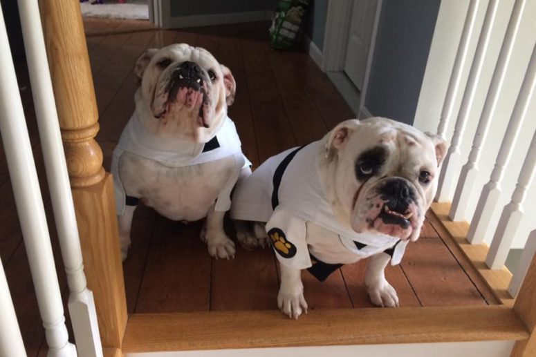 Little Bulldogs